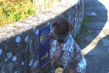 Camino Francés Pet Friendly